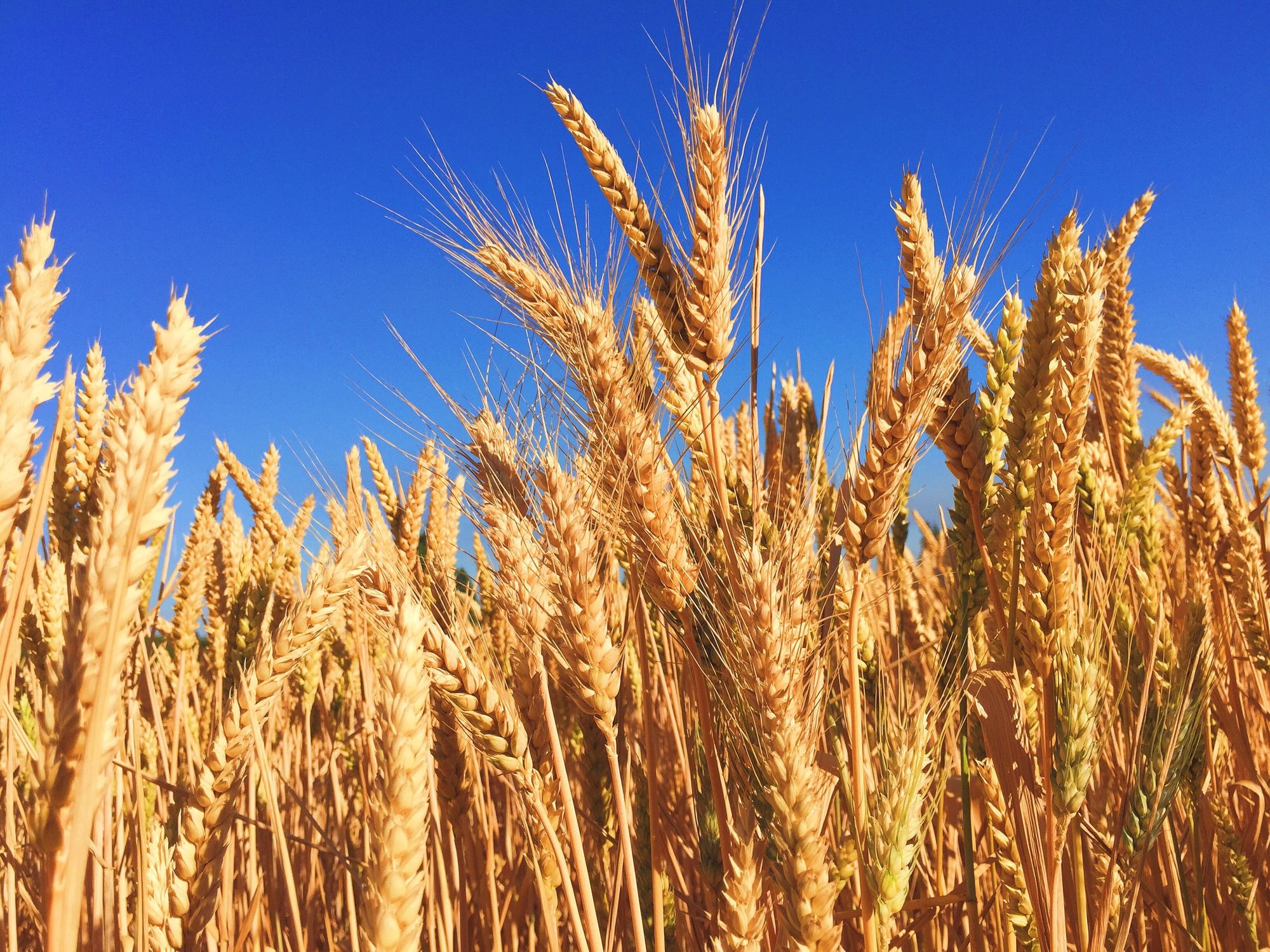 SDR Wheat vs. Chaff