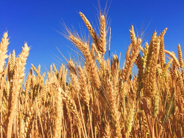 SDR Wheat vs. Chaff